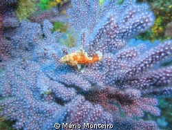 tiny fish lying on gorgonian by Mário Monteiro 